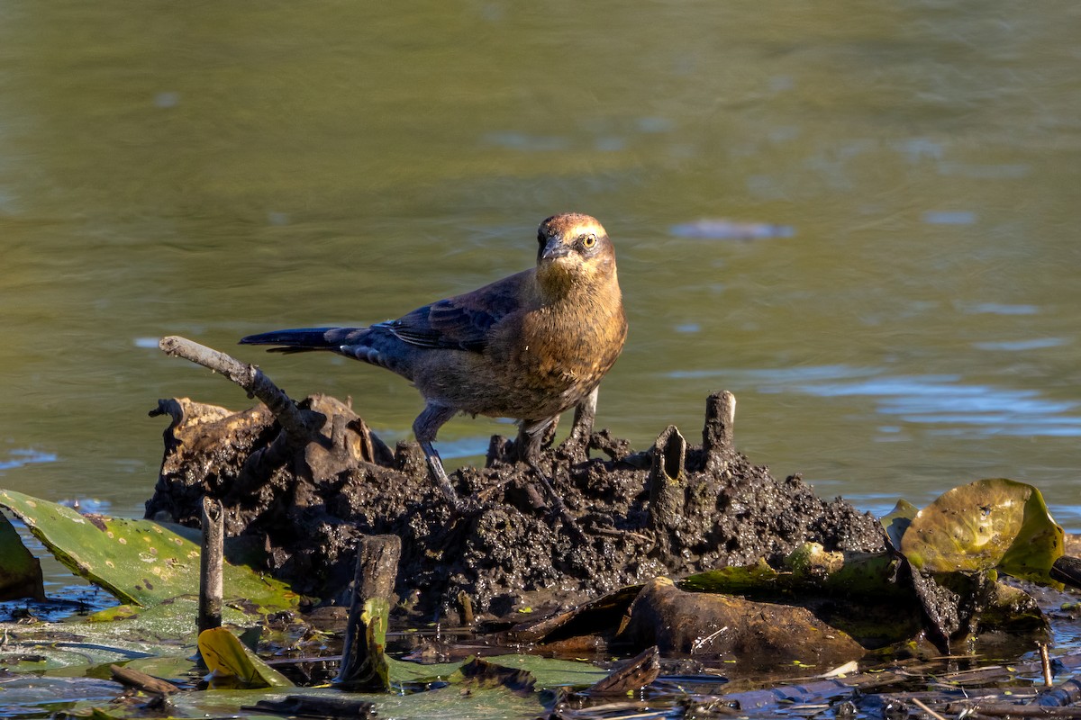 Rusty Blackbird - ML624266285