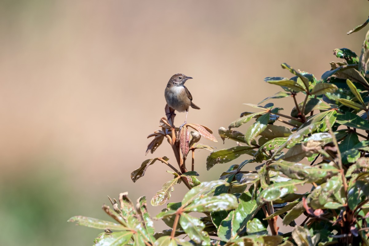 Rock-loving Cisticola (Huambo) - Shailesh Pinto