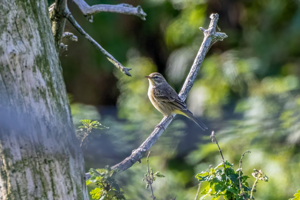 Palm Warbler - ML624266294