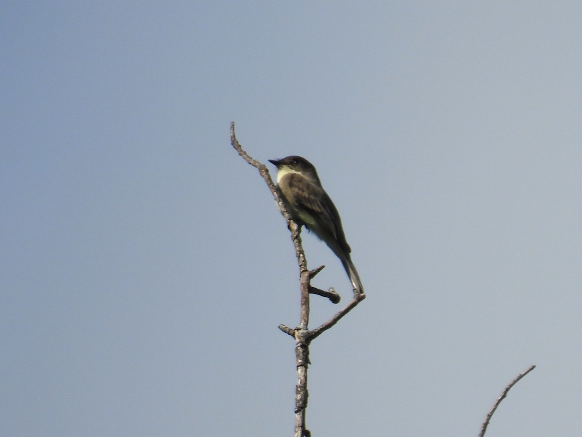 Eastern Phoebe - Cynthia Nickerson