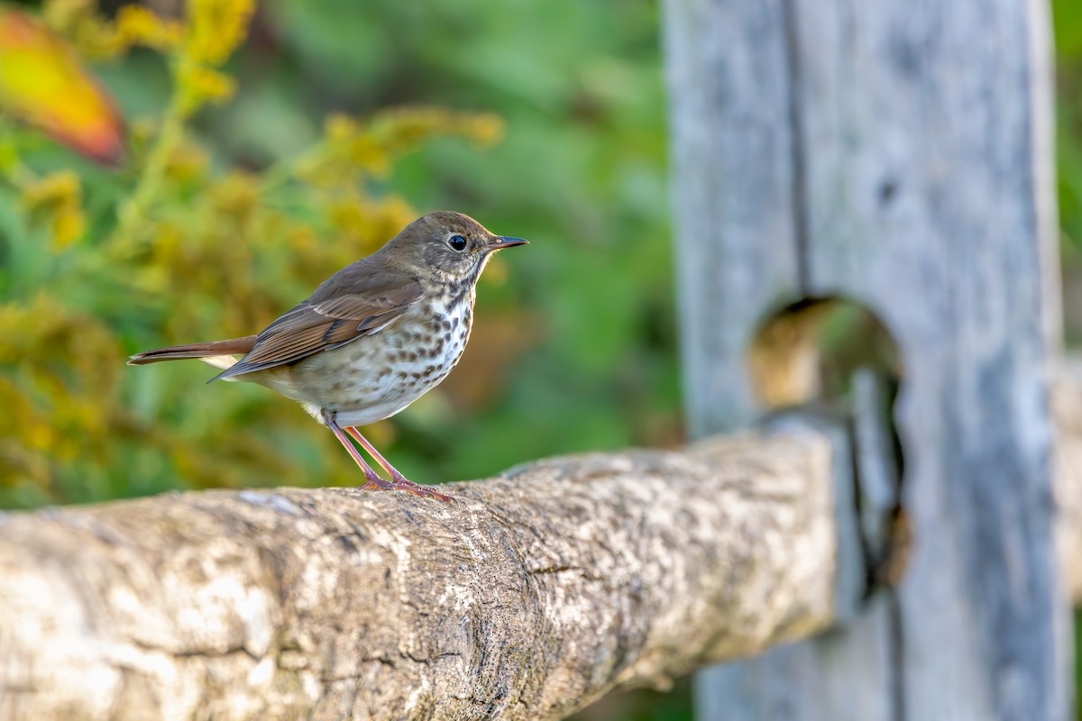 Hermit Thrush - ML624266324