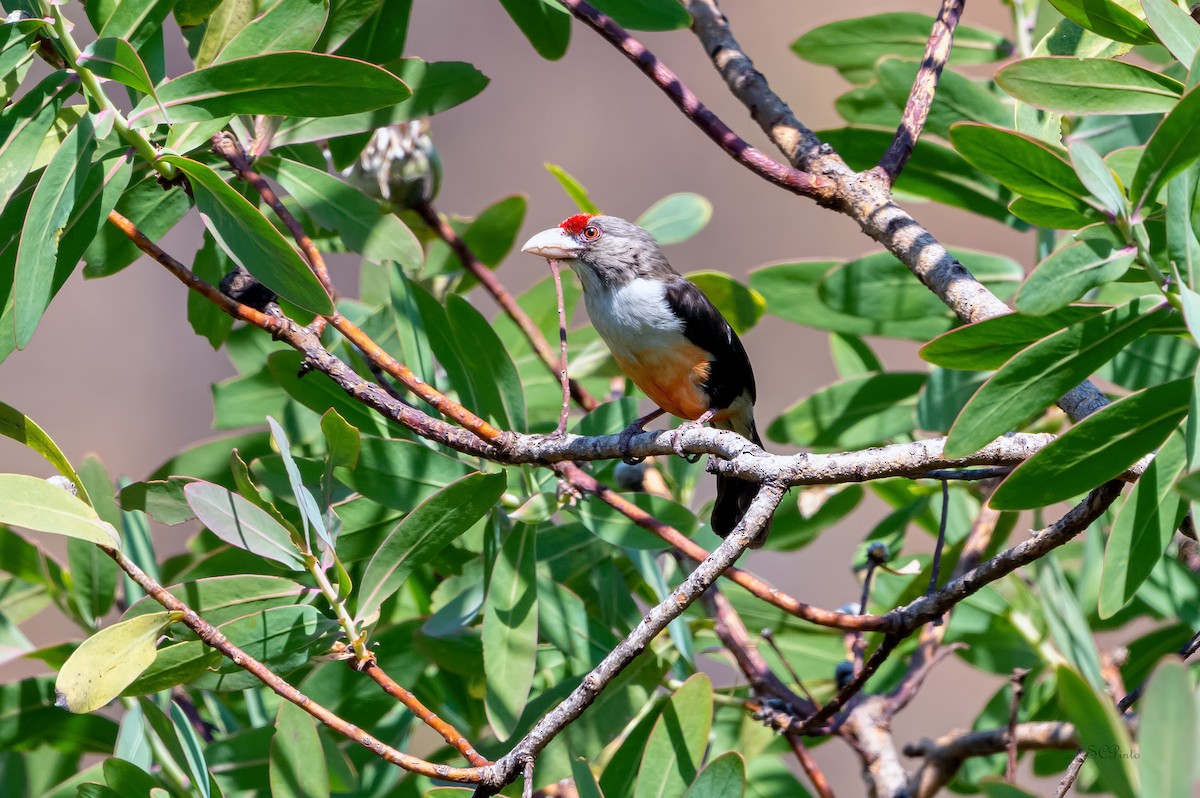 Black-backed Barbet - ML624266325