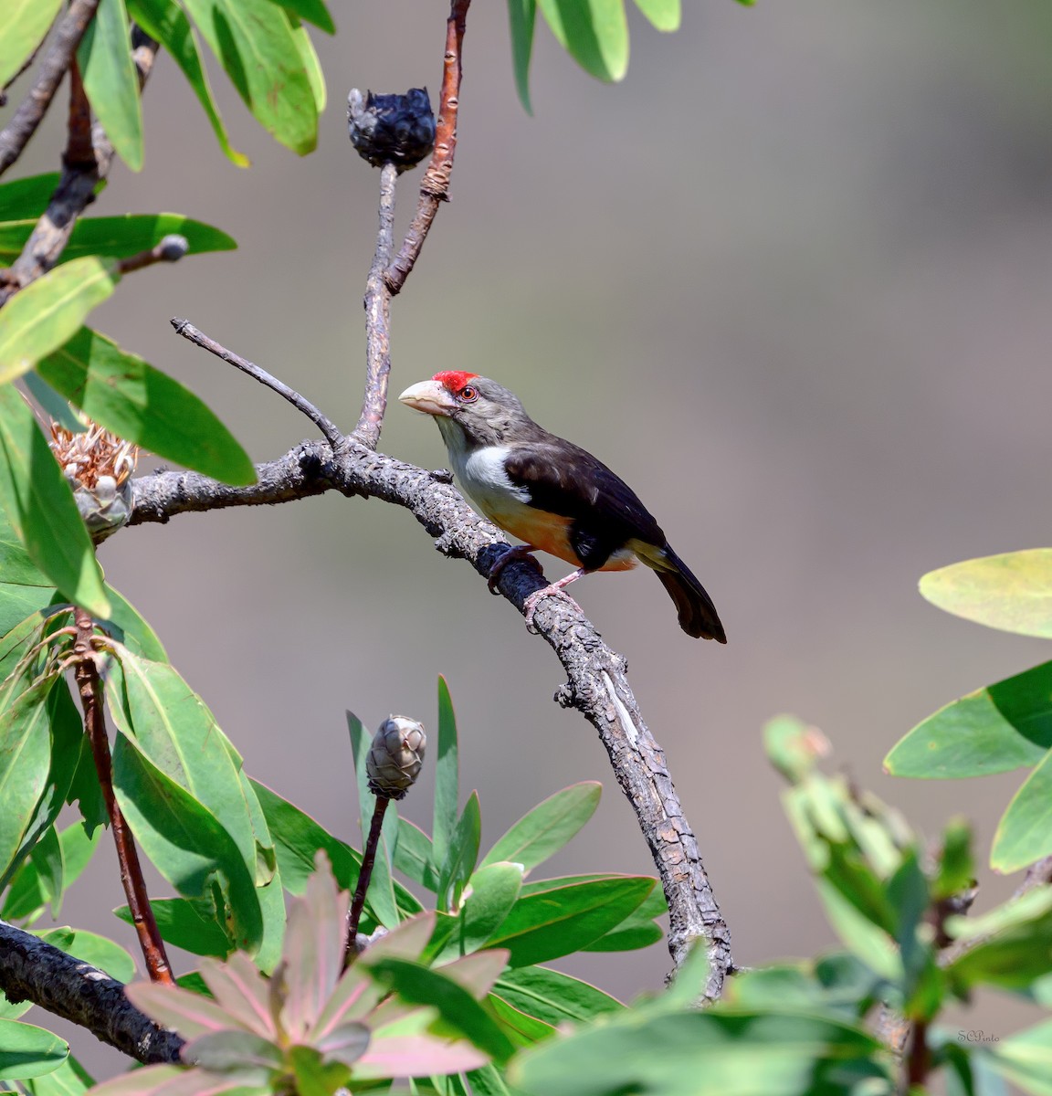 Black-backed Barbet - ML624266326