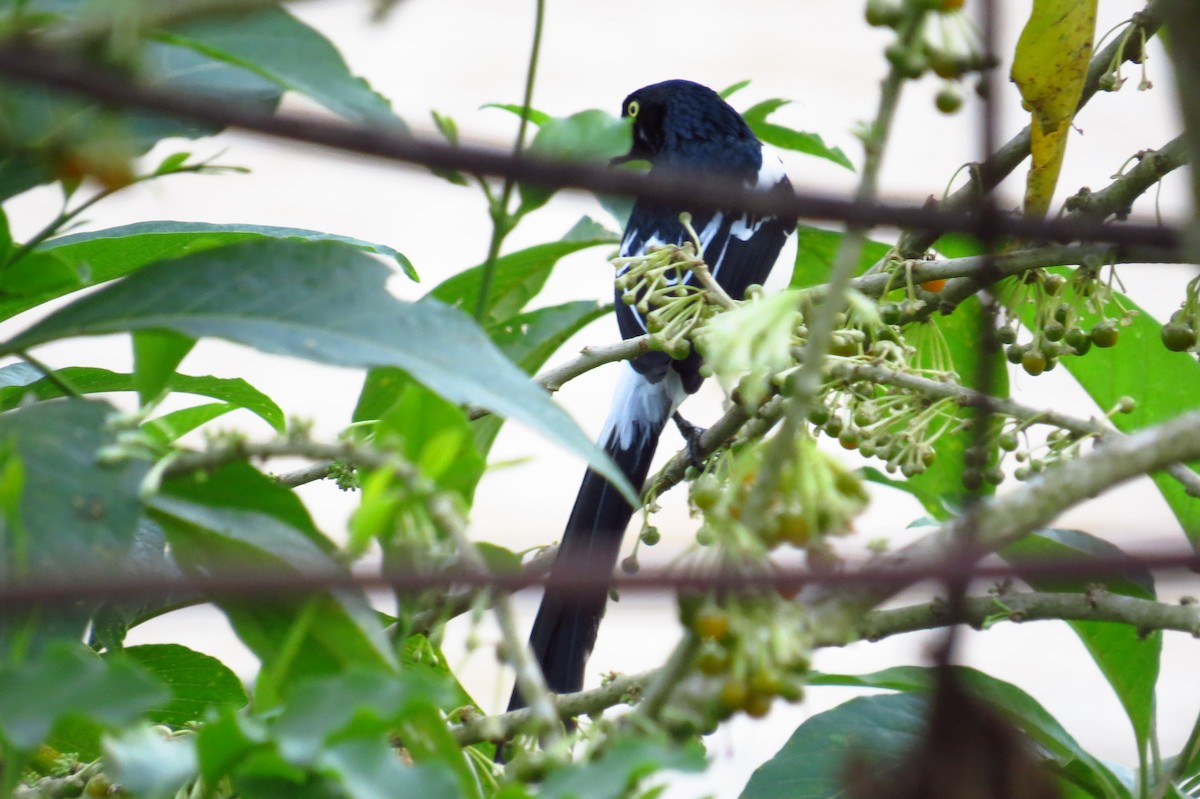 Magpie Tanager - ML624266343