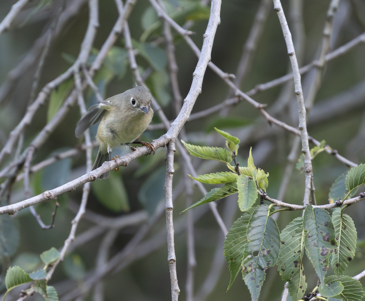 Ruby-crowned Kinglet - ML624266347