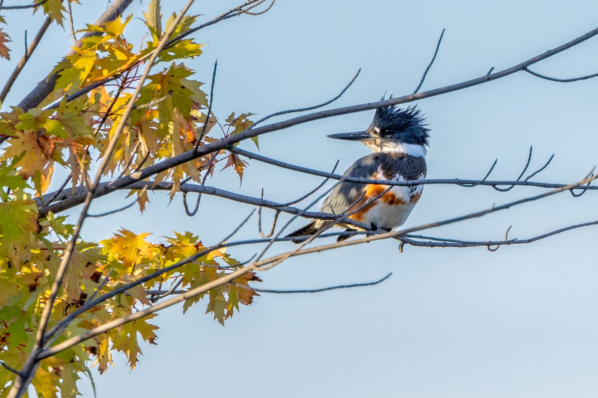 Belted Kingfisher - ML624266349