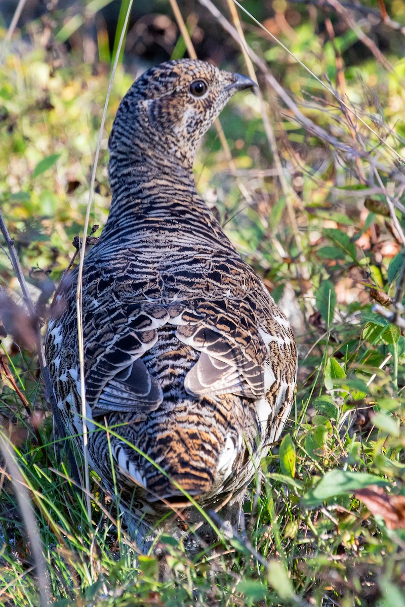 Spruce Grouse - ML624266354