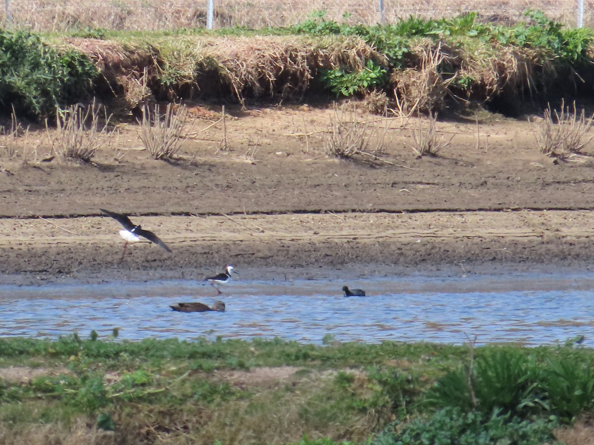 Pied Stilt - ML624266355