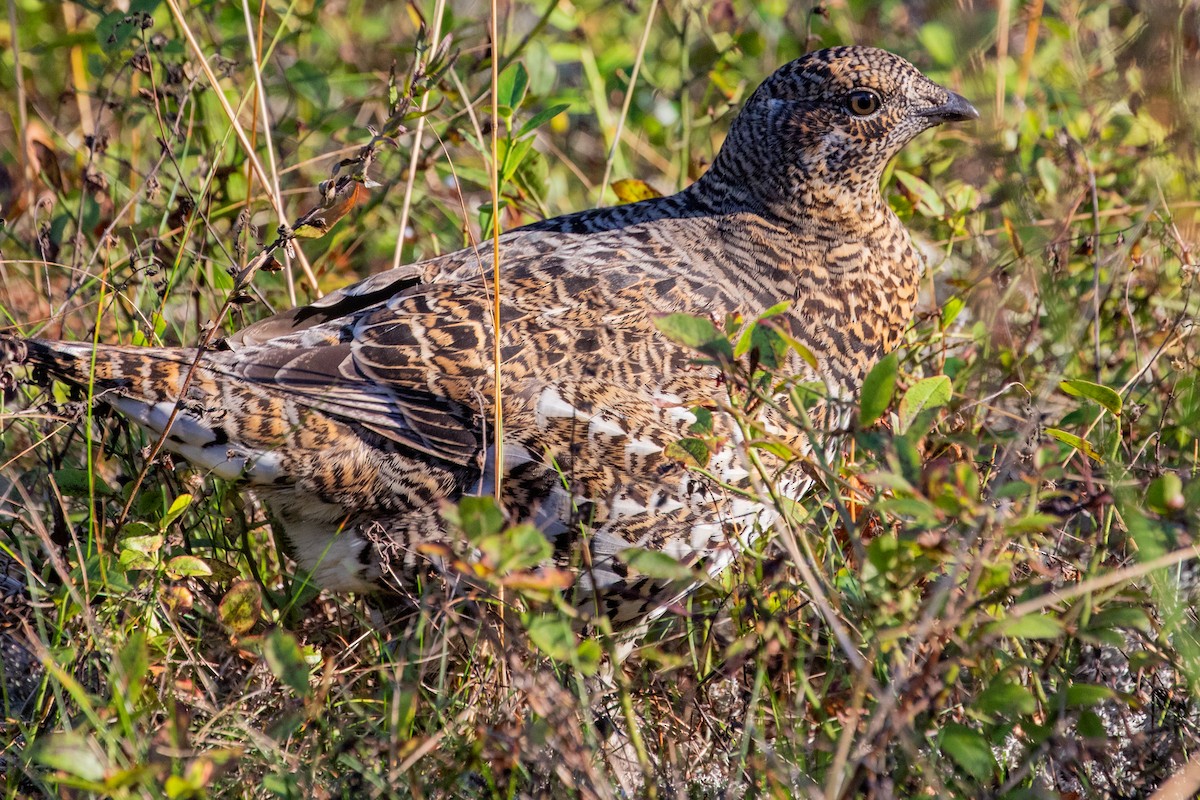 Spruce Grouse - ML624266360