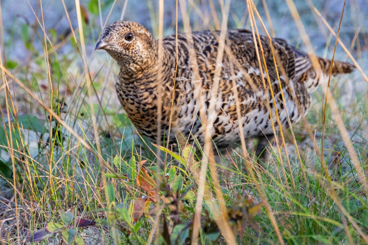 Spruce Grouse - ML624266397