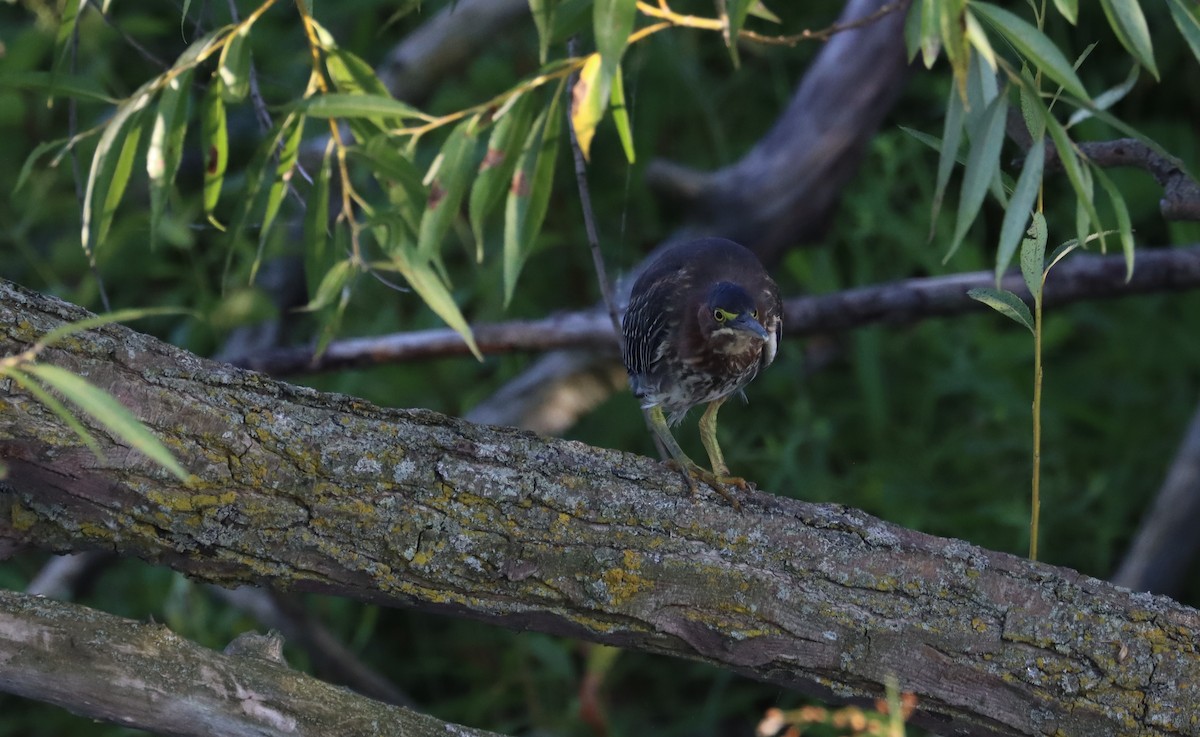 Green Heron - ML624266406