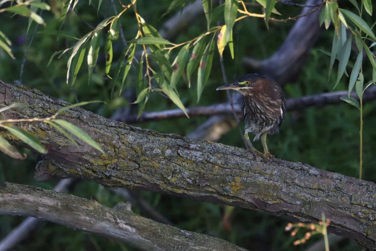 Green Heron - ML624266407