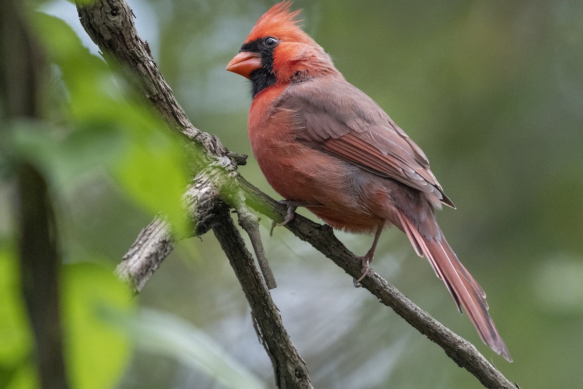 Northern Cardinal - ML624266426