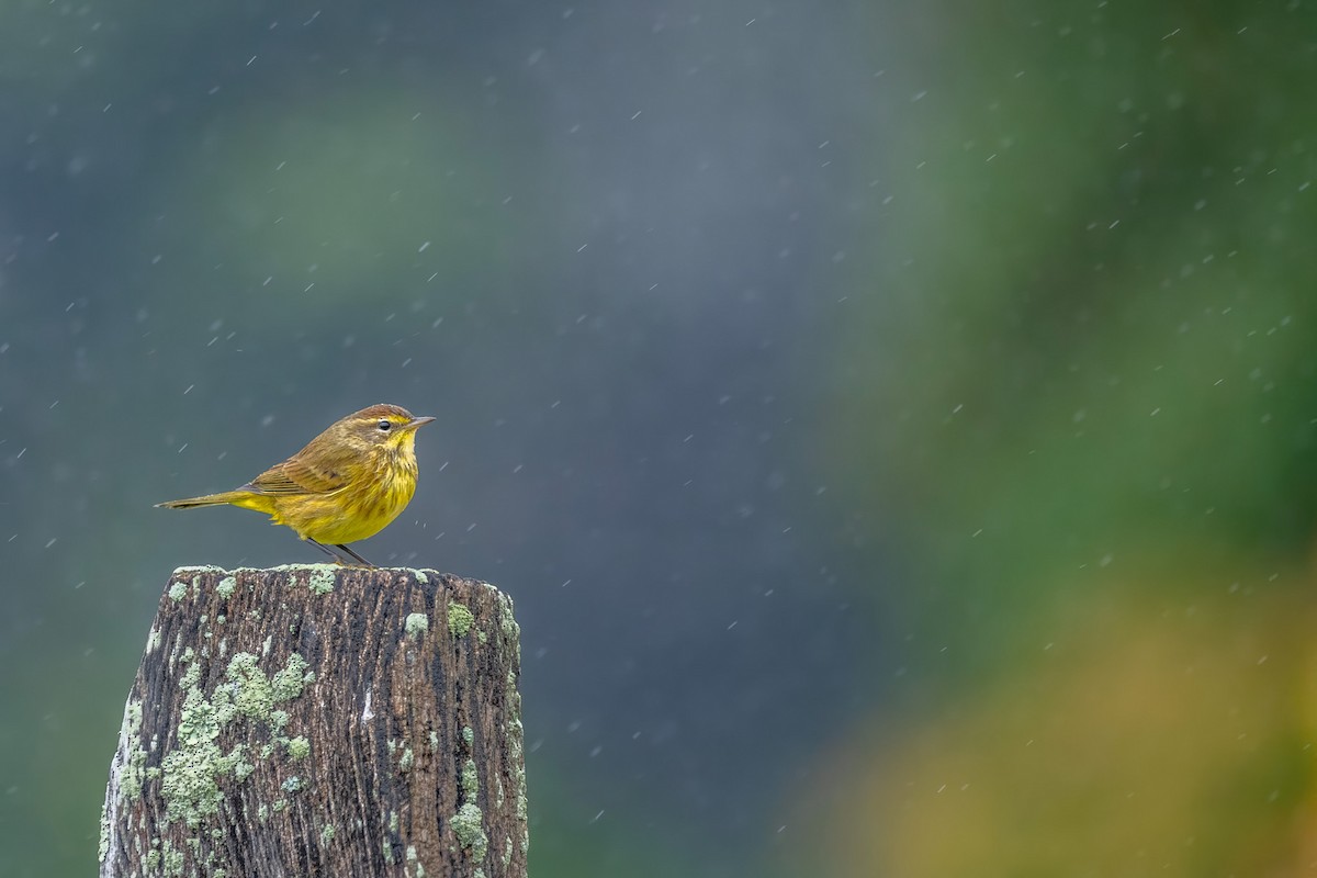 Palm Warbler - ML624266444