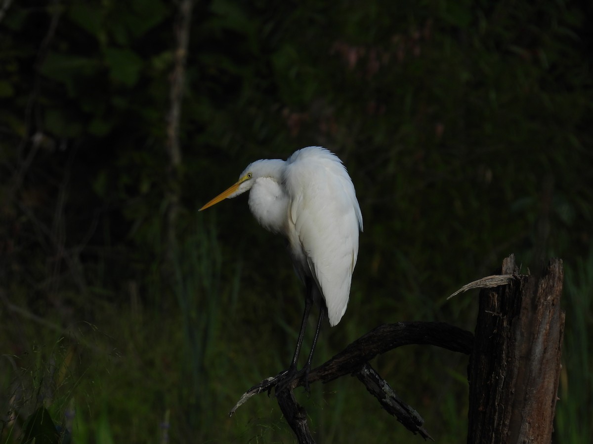 Grande Aigrette - ML624266462