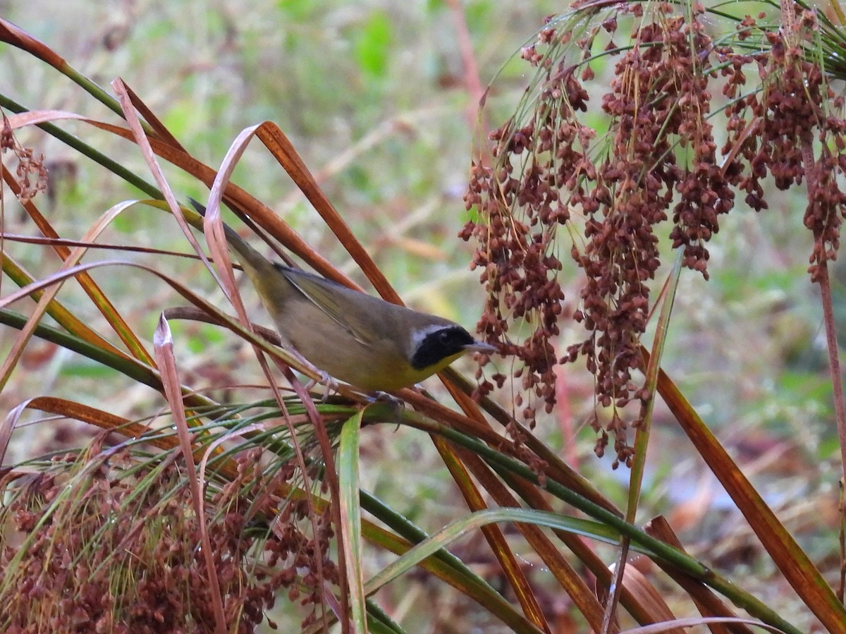 Paruline masquée - ML624266471