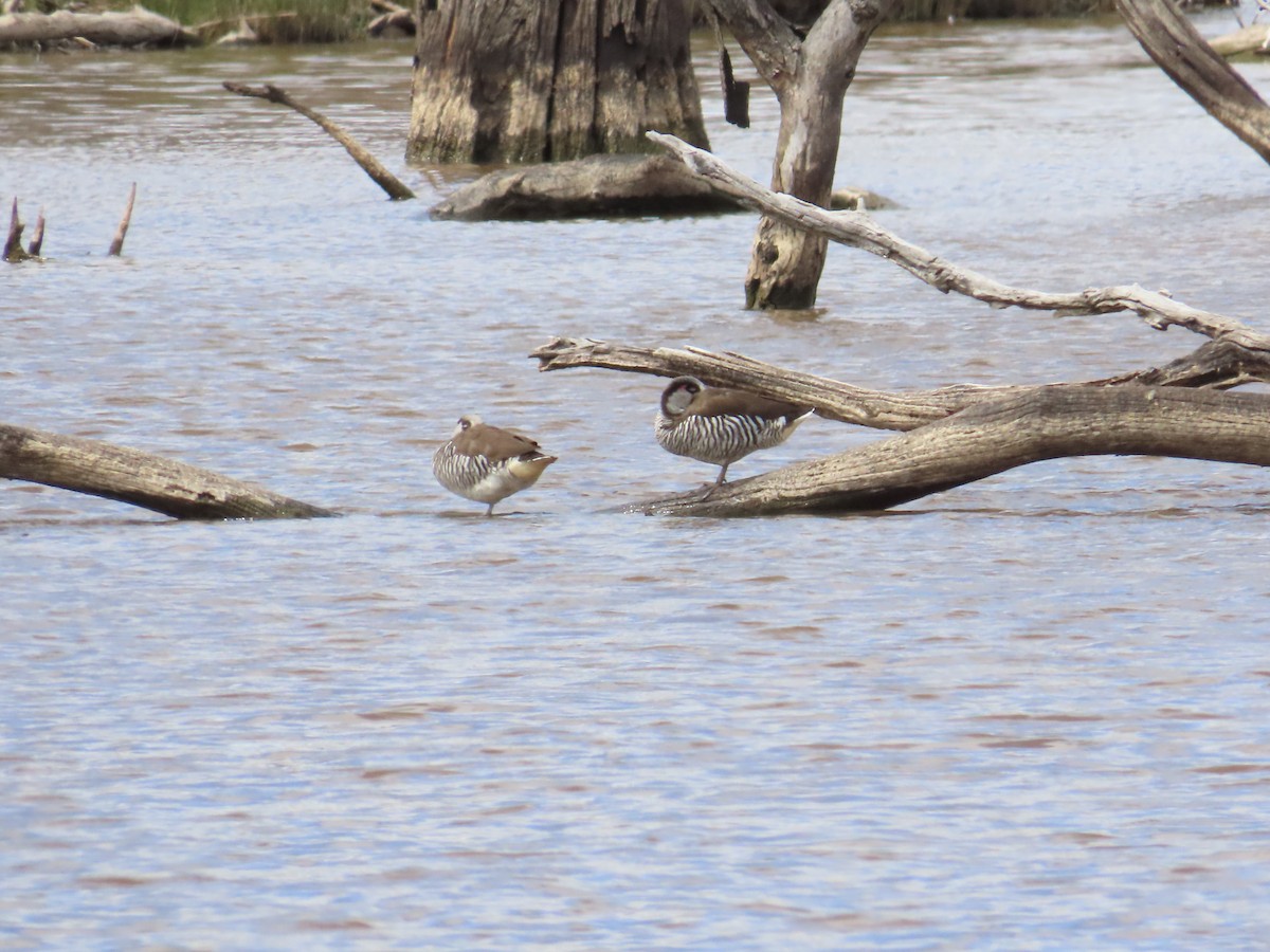 Pink-eared Duck - ML624266502