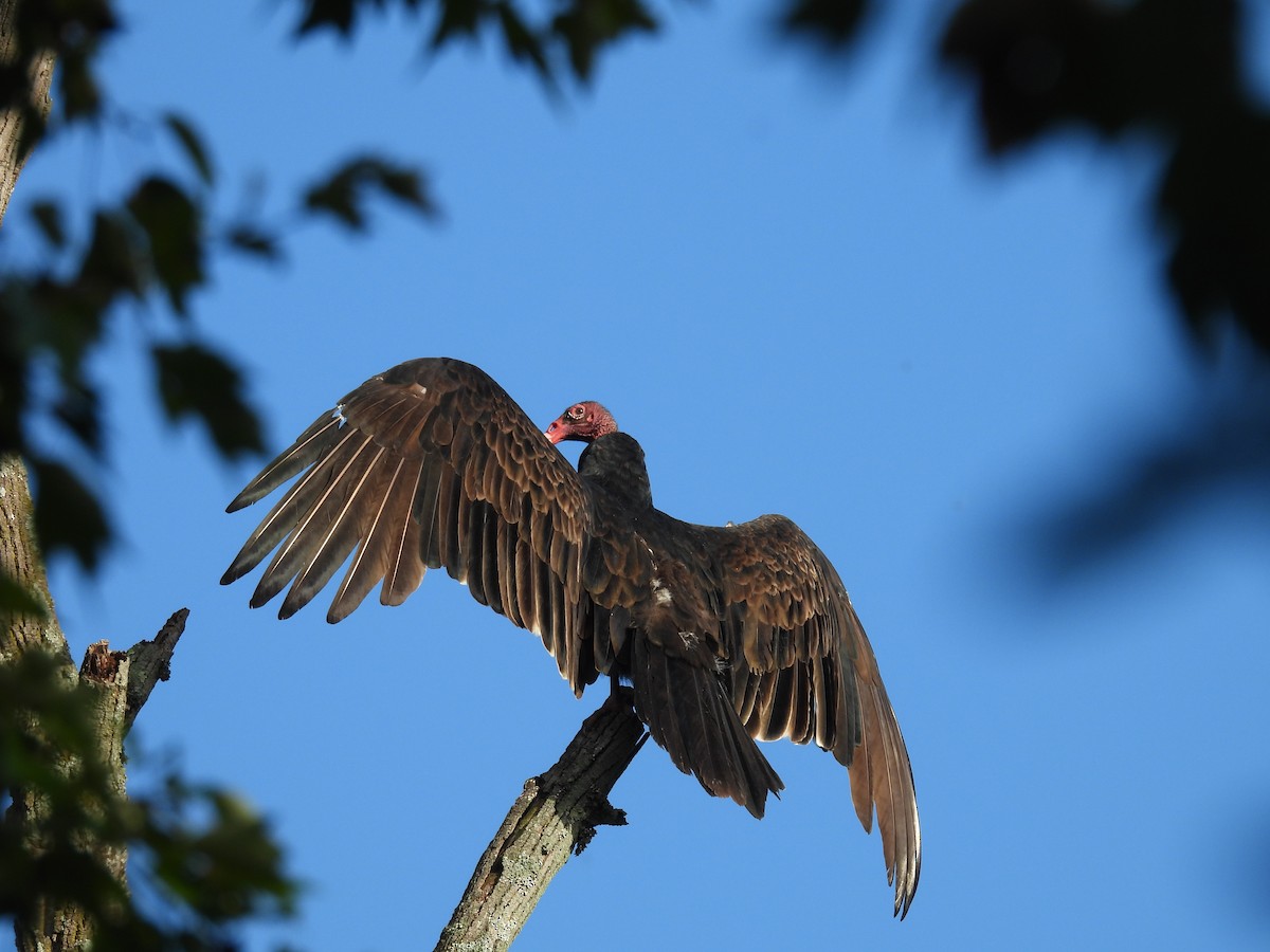 Urubu à tête rouge - ML624266508