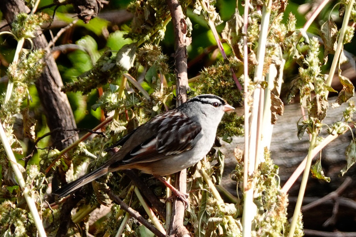 White-crowned Sparrow - ML624266569
