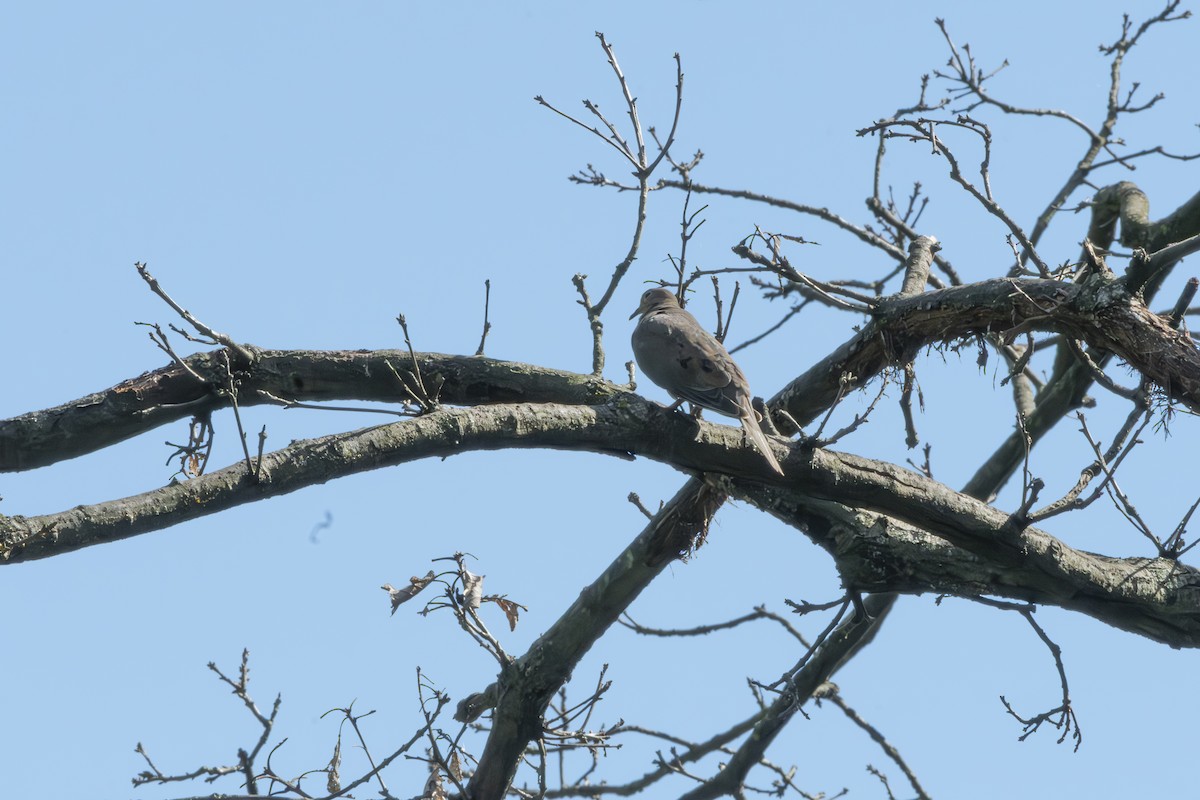 Mourning Dove - ML624266657