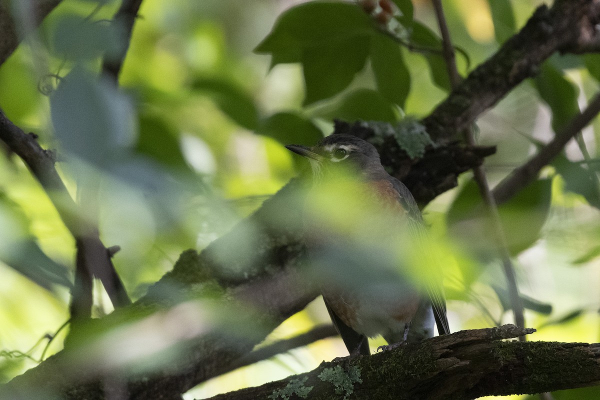 American Robin - ML624266709