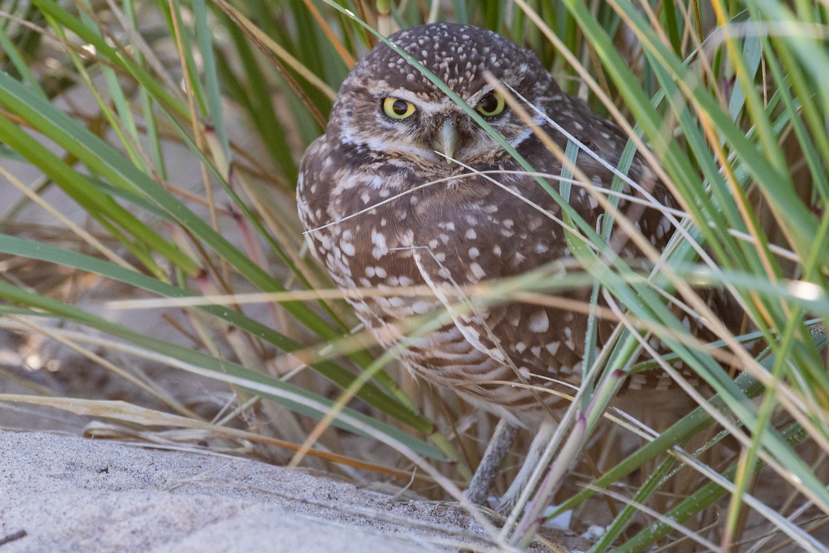 Burrowing Owl - ML624266758