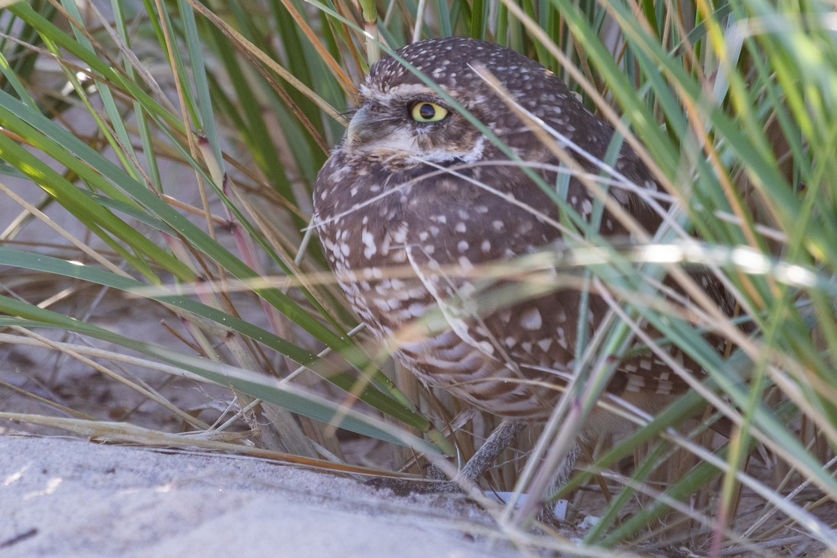 Burrowing Owl - ML624266771