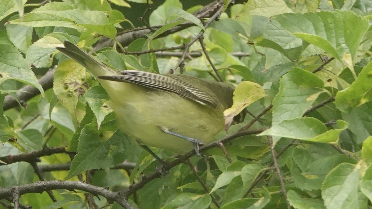Philadelphia Vireo - ML624266796