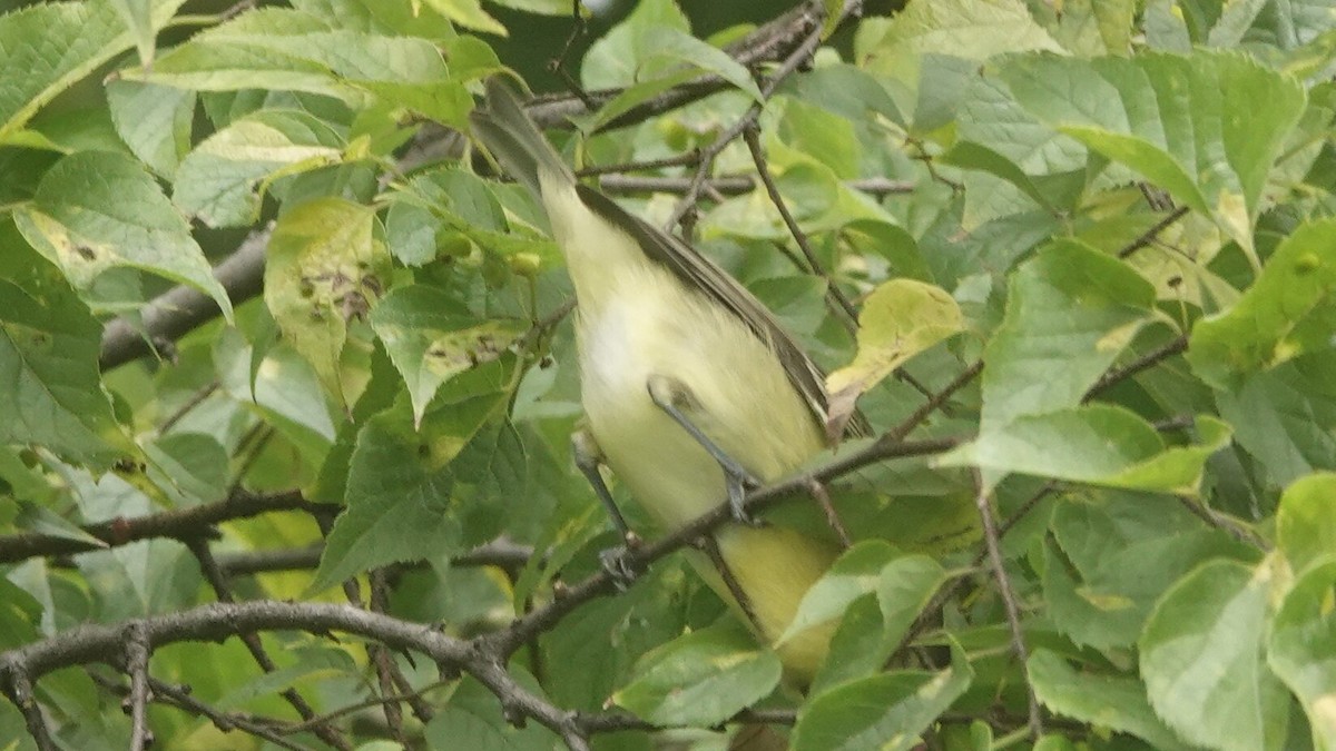 Philadelphia Vireo - ML624266797