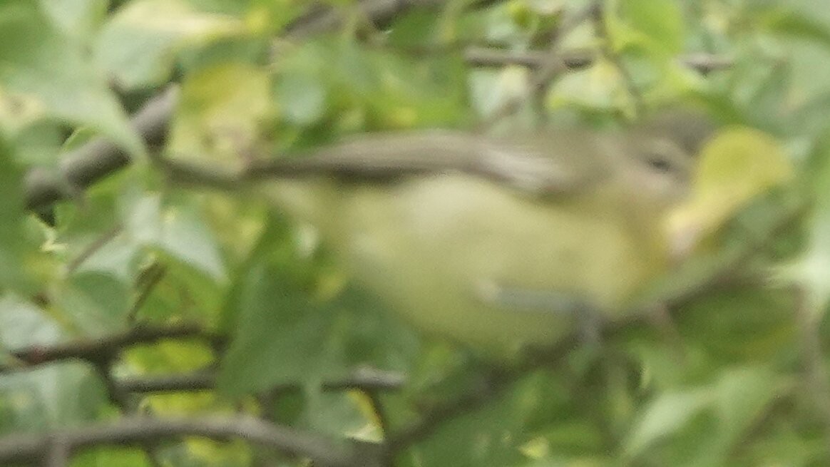 Philadelphia Vireo - ML624266798