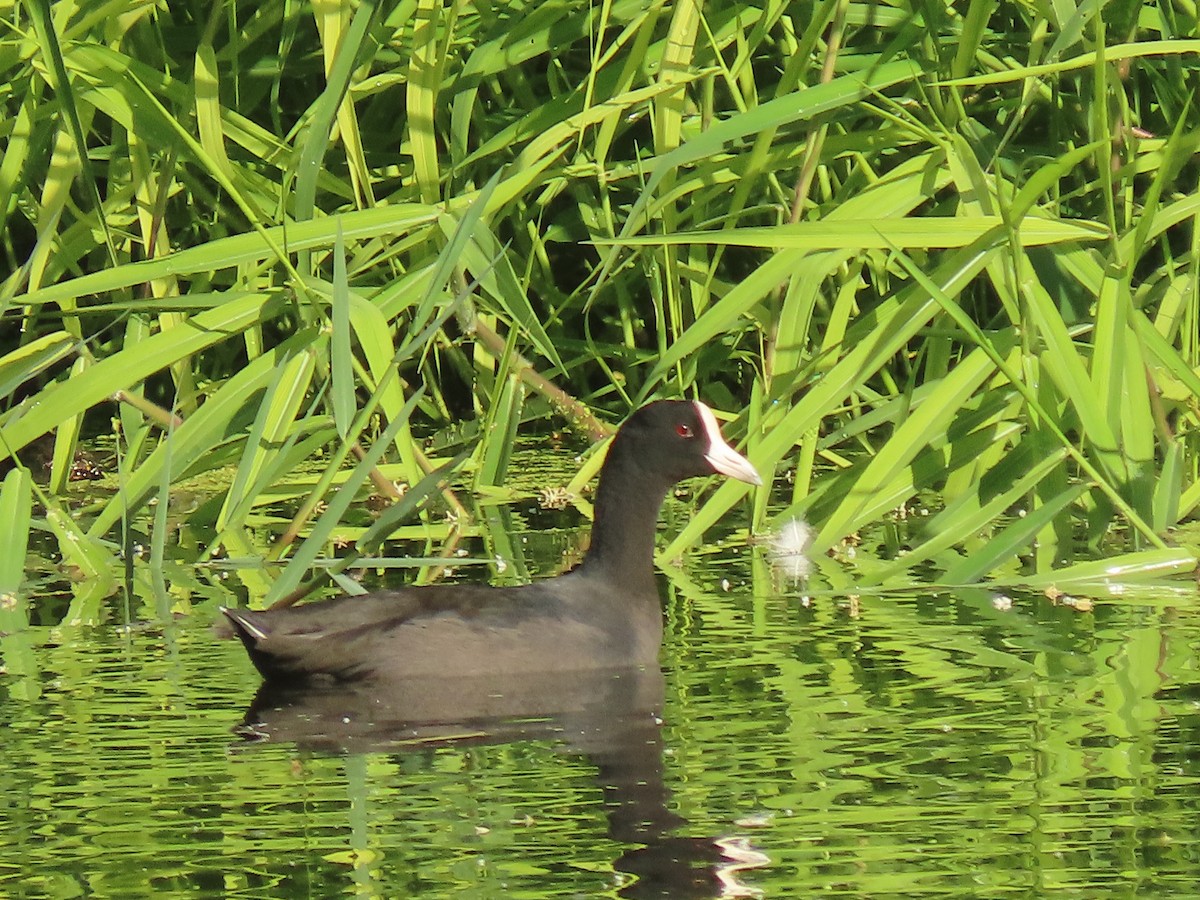 Hawaiian Coot - Bob Hargis