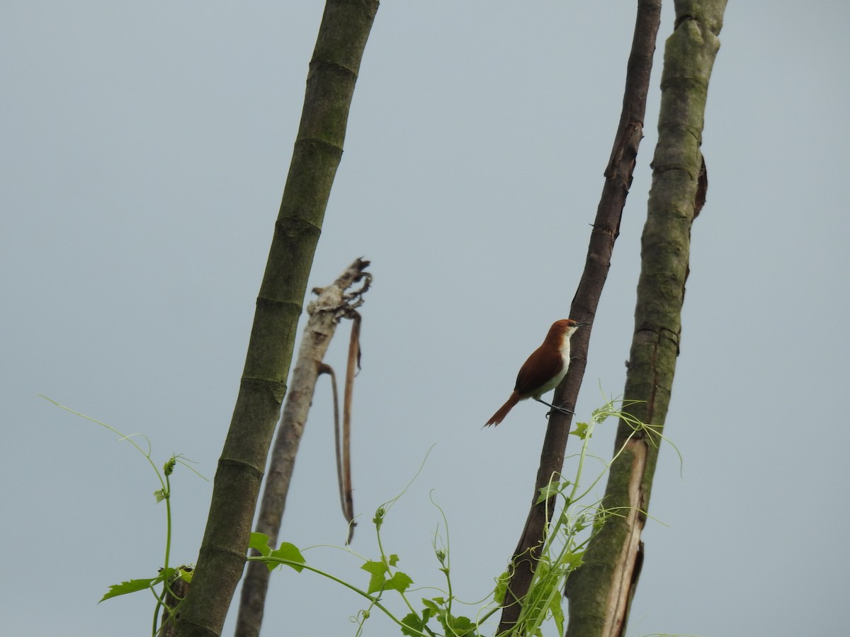 Red-and-white Spinetail - ML624266895