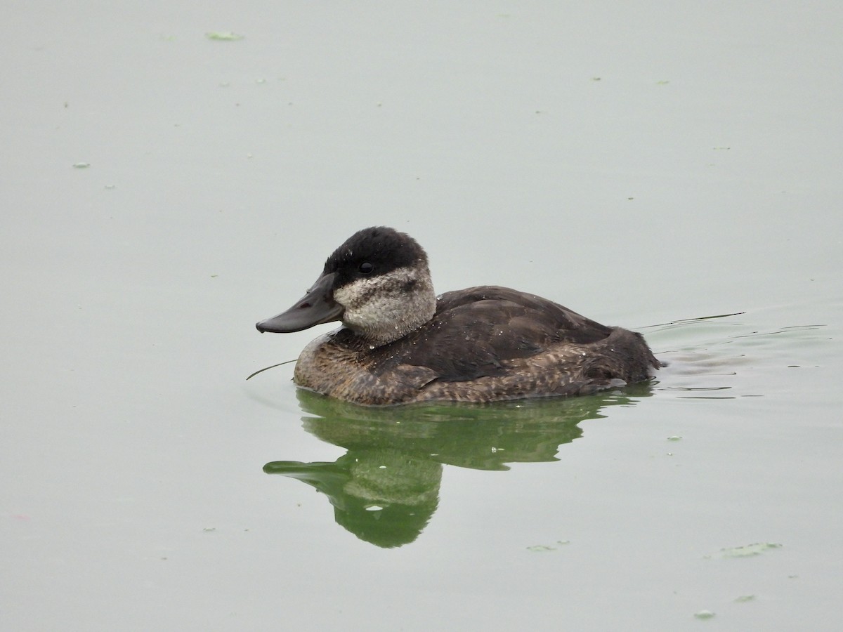 Ruddy Duck - ML624266955