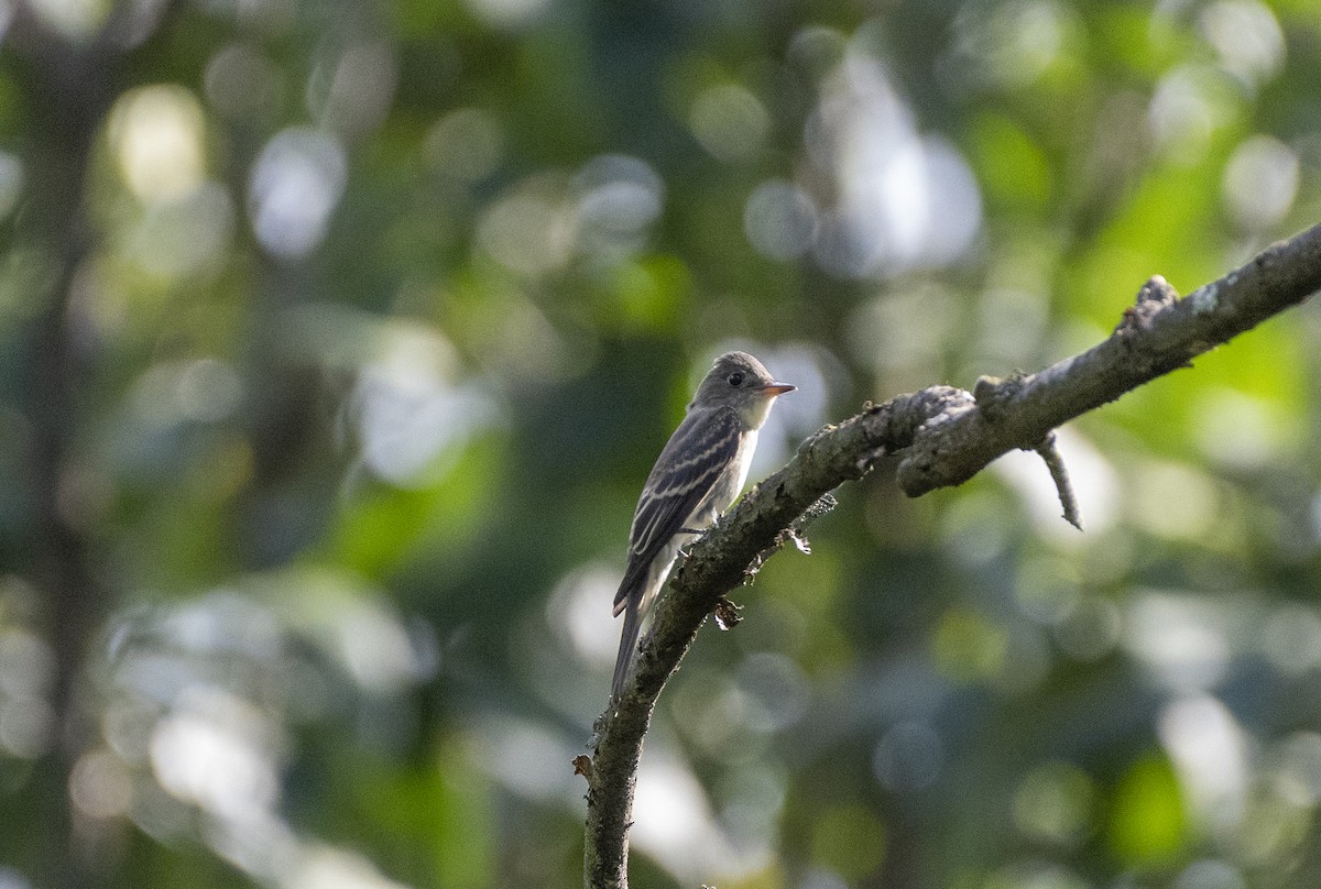 Eastern Wood-Pewee - ML624266976