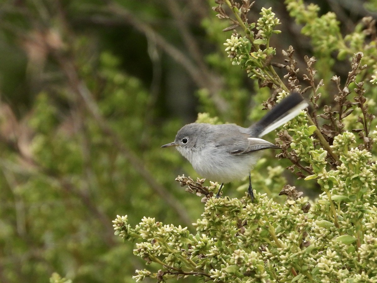 Blue-gray Gnatcatcher - ML624266989