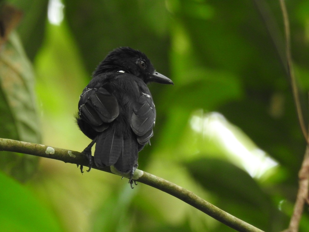 Castelnau's Antshrike - ML624266991