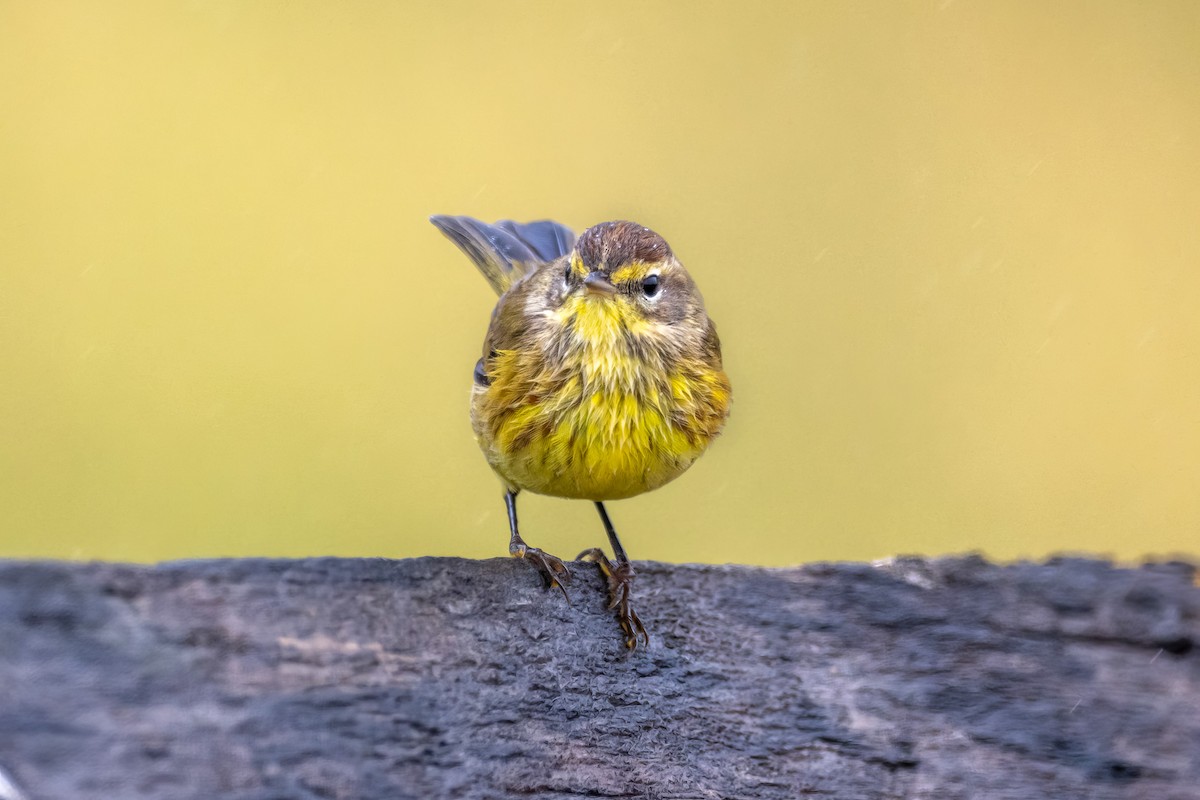 Palm Warbler - ML624267003