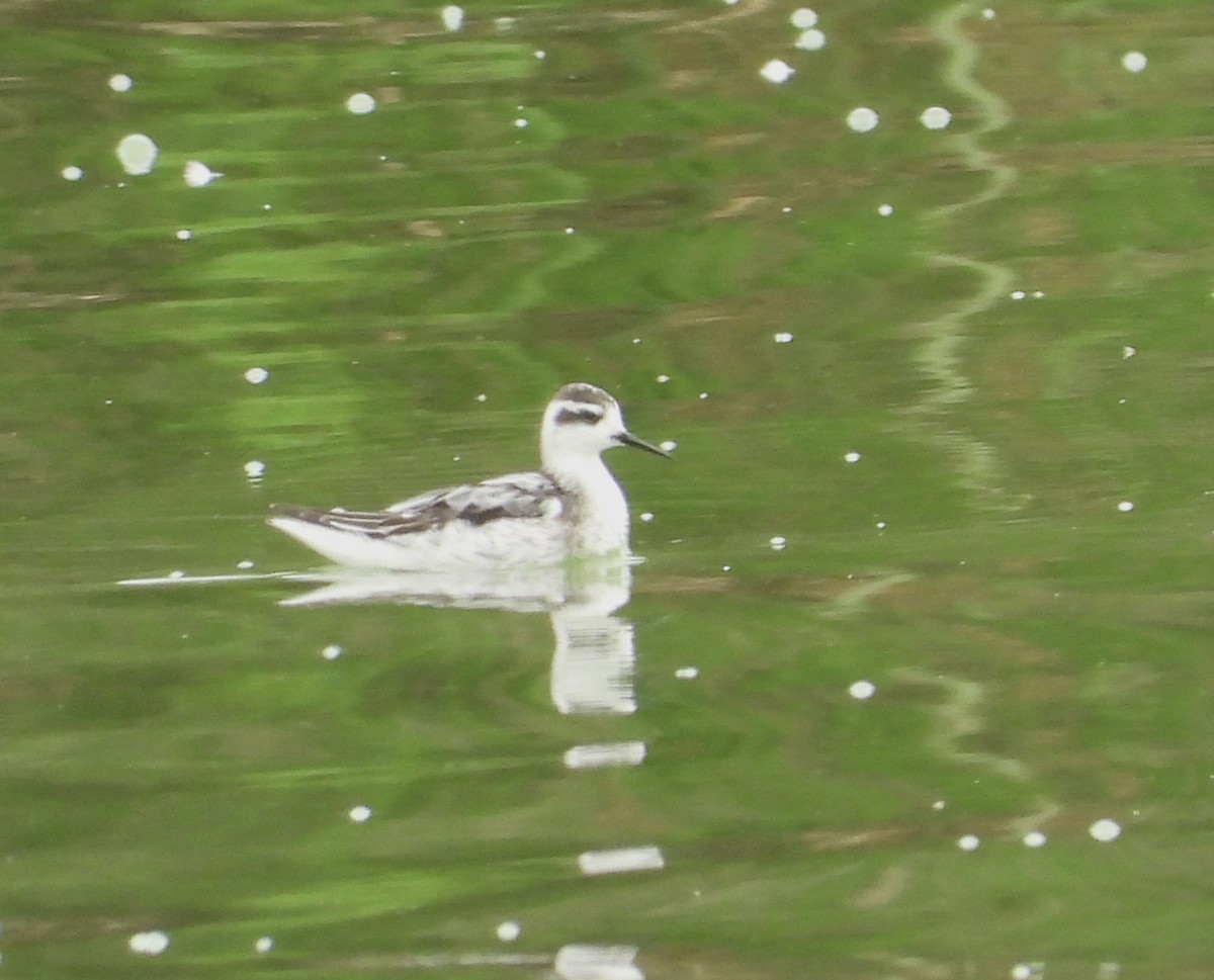 Red-necked Phalarope - ML624267011