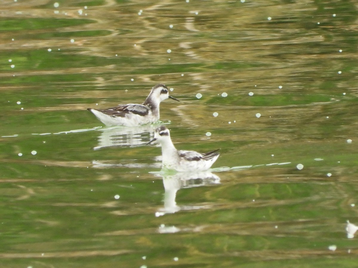 Red-necked Phalarope - ML624267012