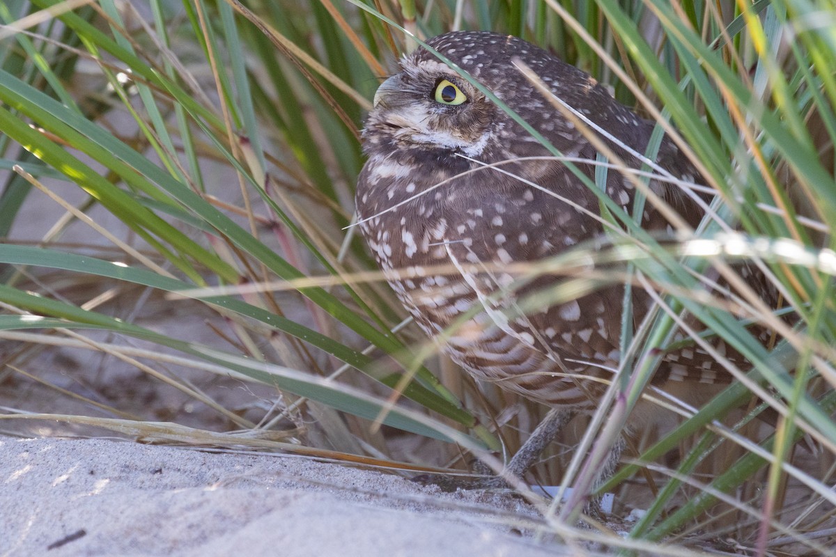 Burrowing Owl - ML624267025