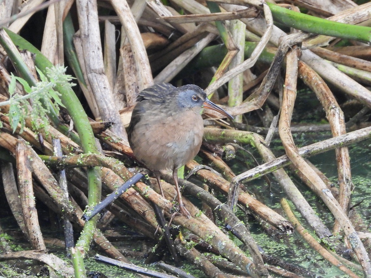 Virginia Rail - Christine Hogue