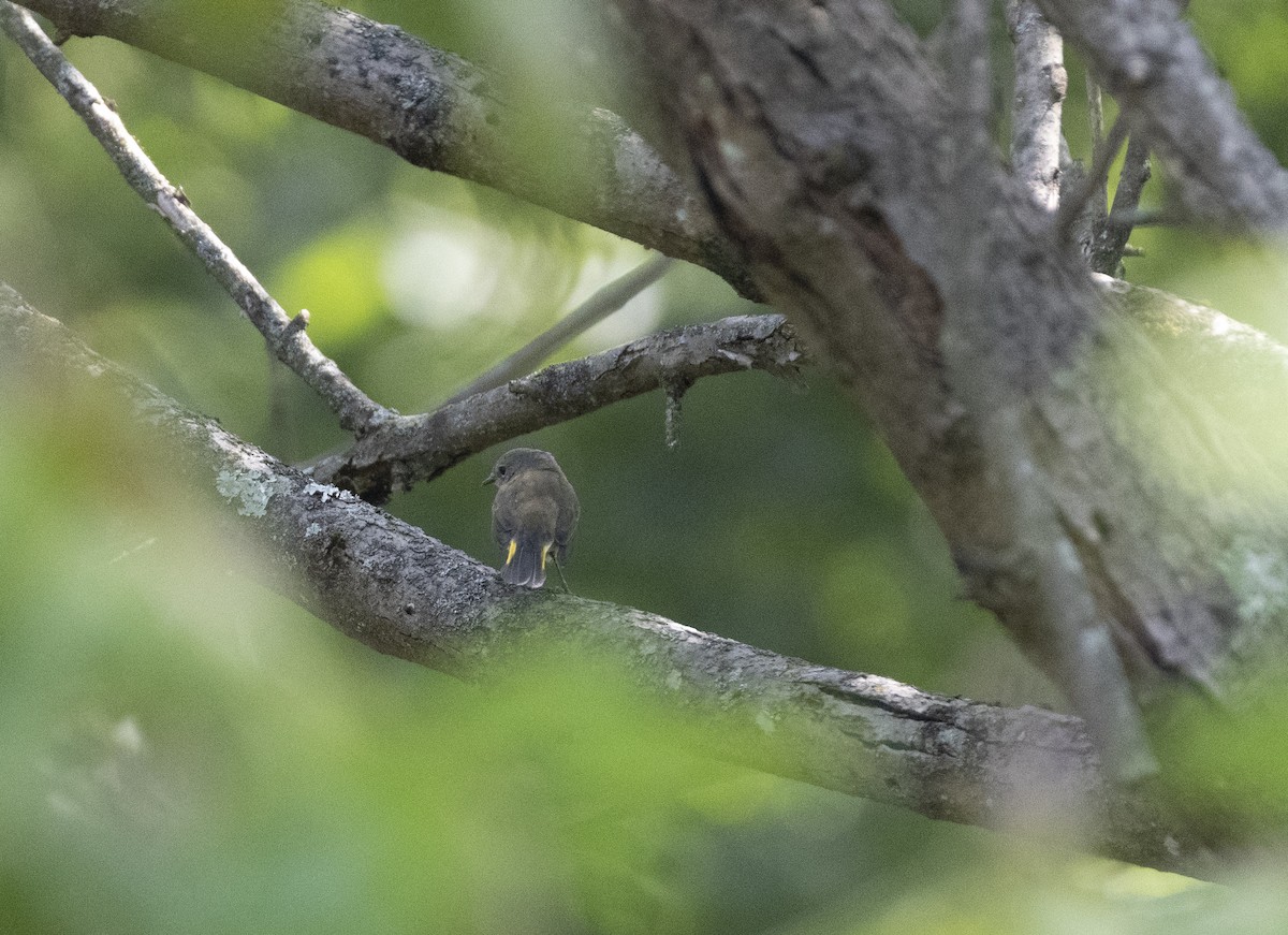 American Redstart - ML624267061