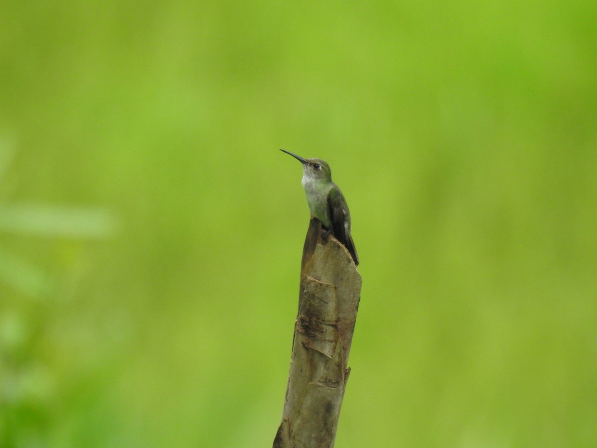 Olive-spotted Hummingbird - ML624267073