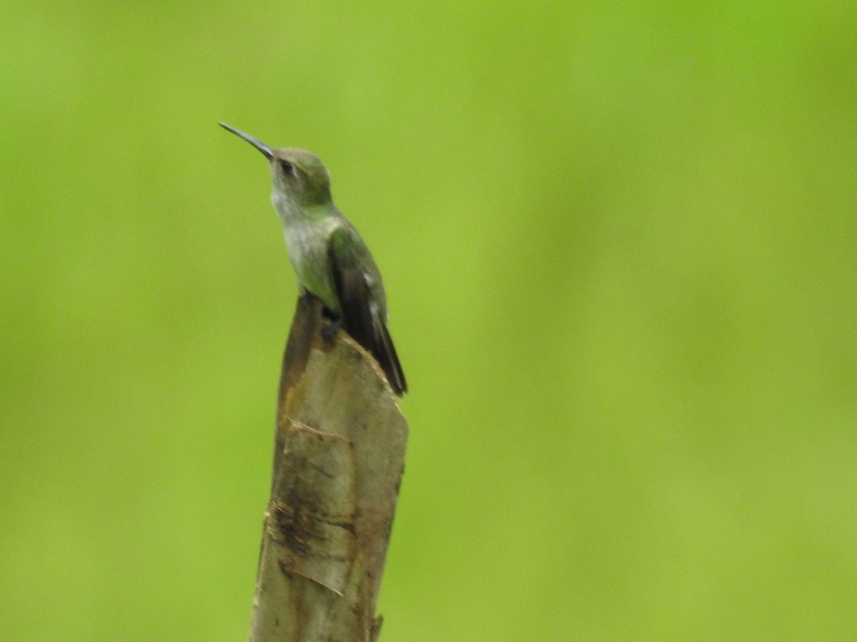 Olive-spotted Hummingbird - ML624267074