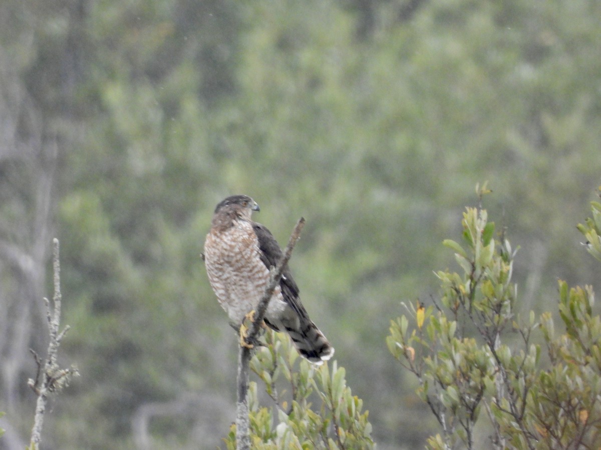 Cooper's Hawk - ML624267085