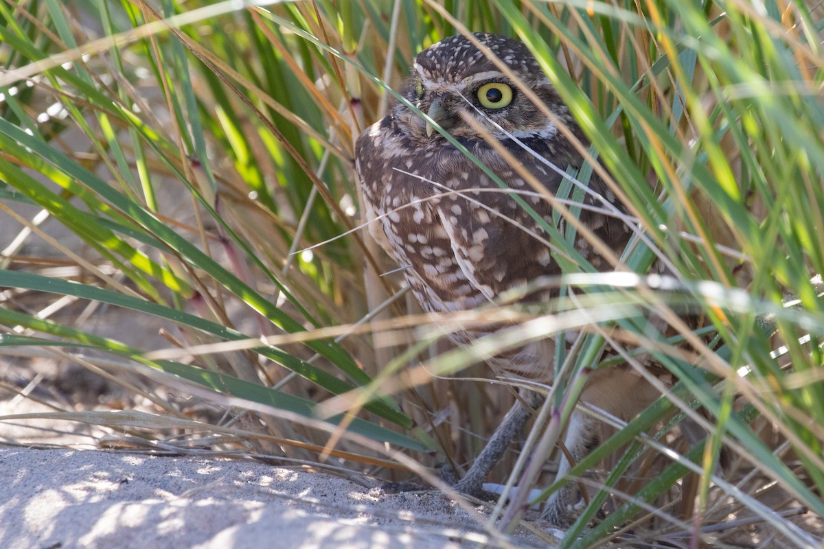 Burrowing Owl - ML624267099