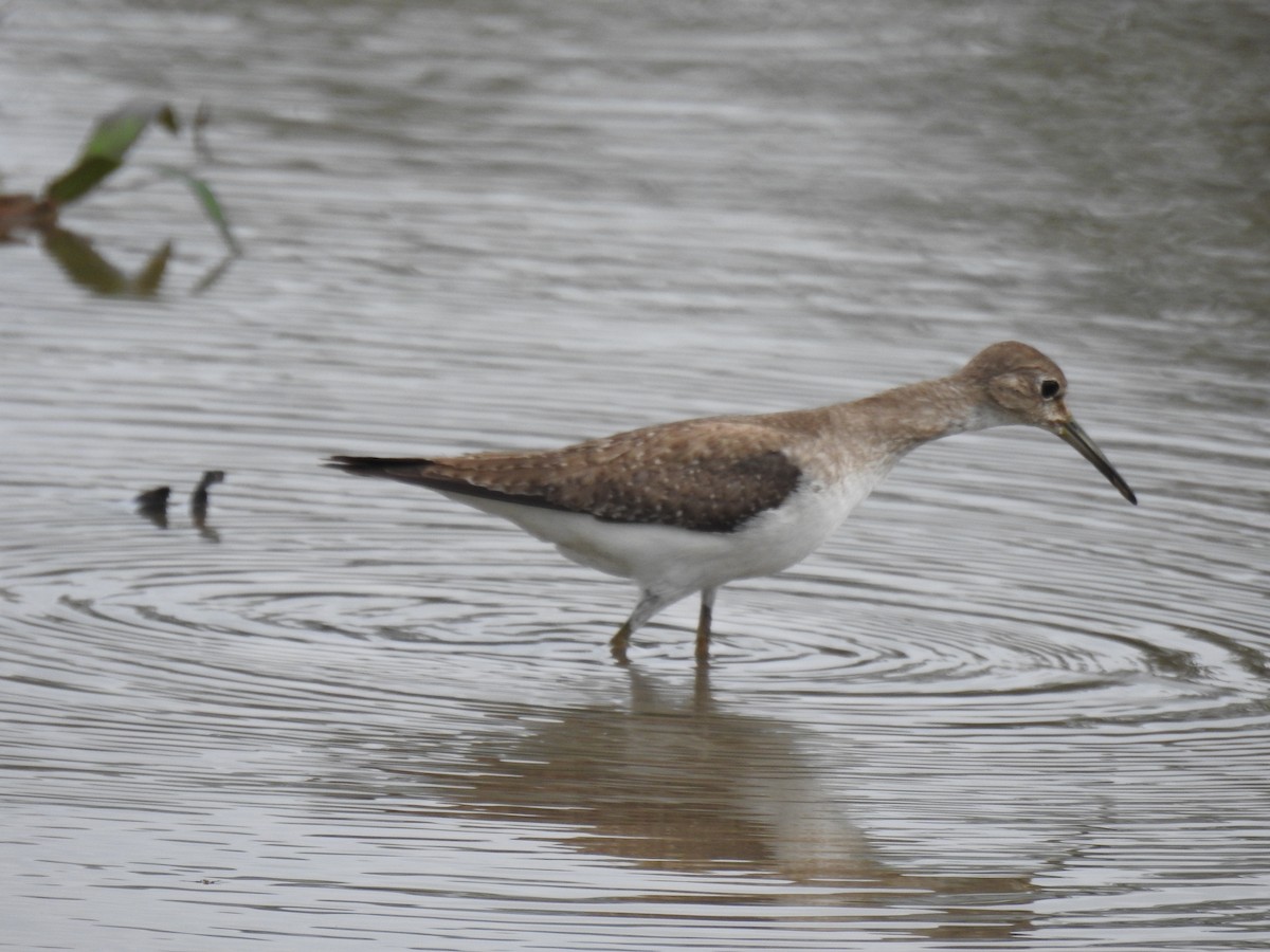 Solitary Sandpiper - ML624267101