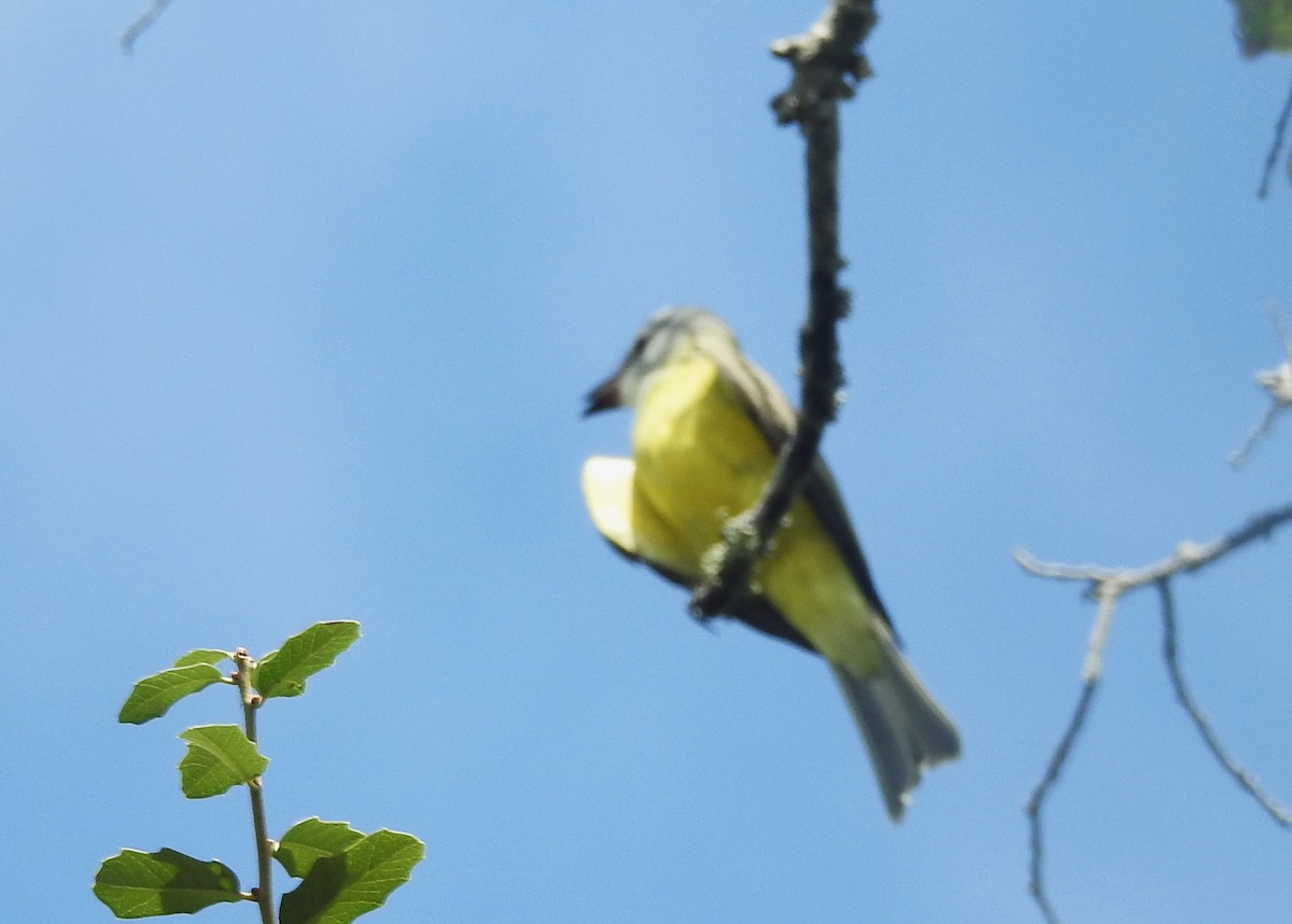 Couch's Kingbird - ML624267143