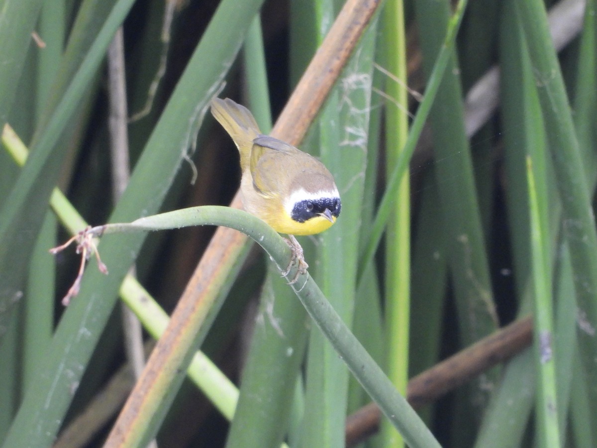 Common Yellowthroat - ML624267161