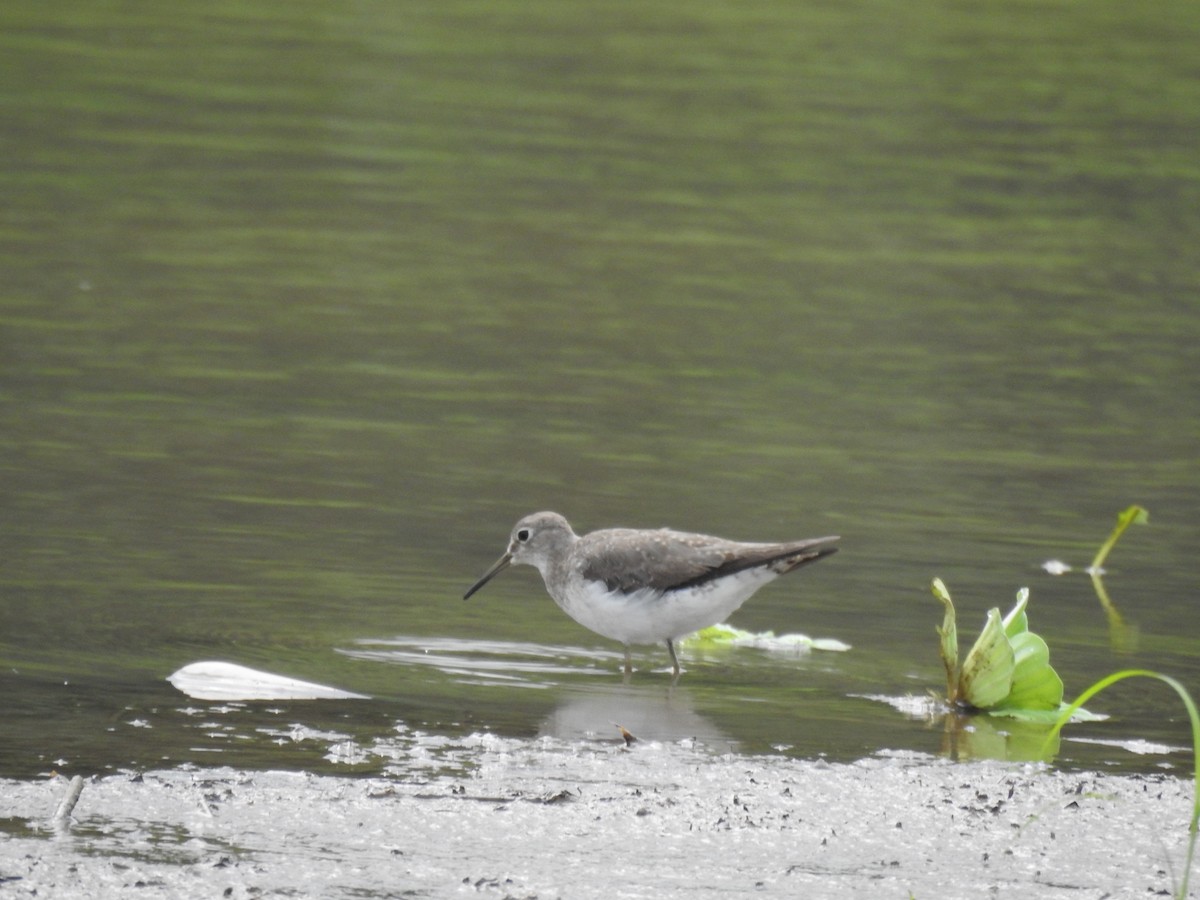 Solitary Sandpiper - ML624267226